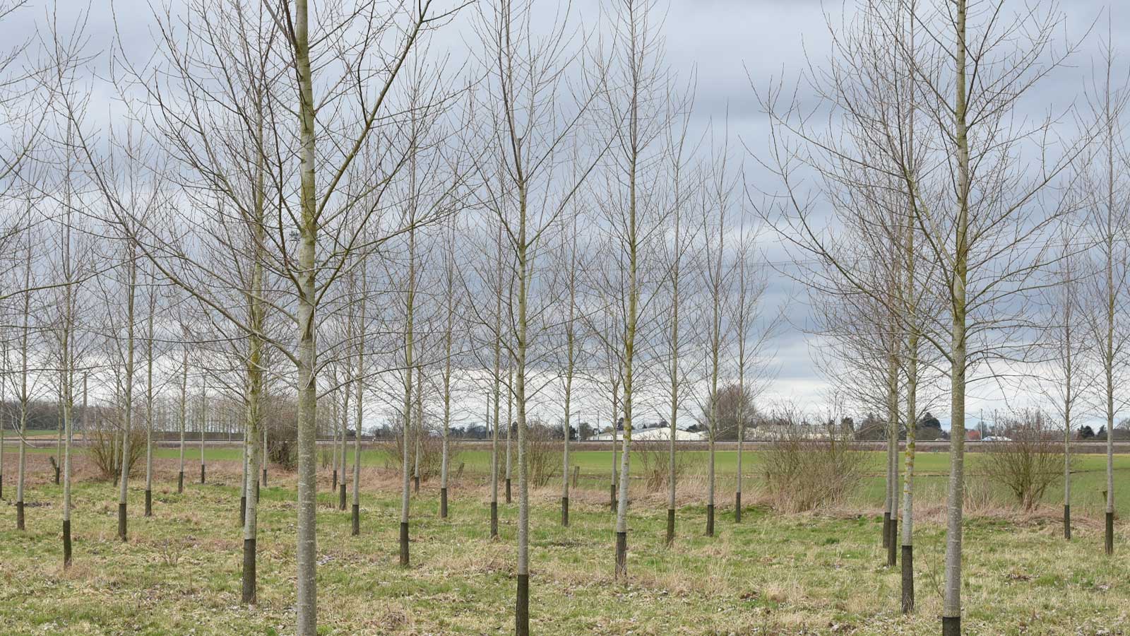 Multi Purpose Nets Cintoflex & CFlex Mesh4